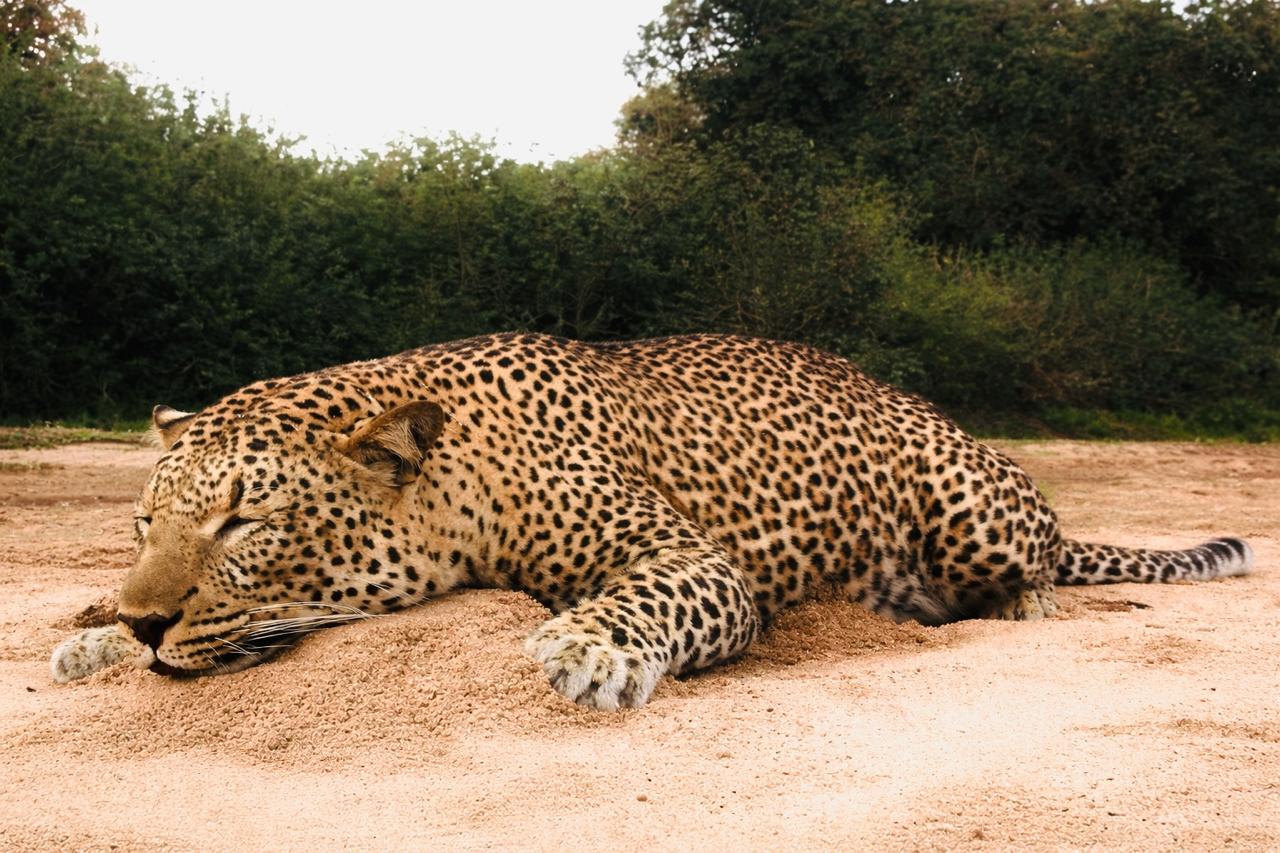 Leopard Hunting in Mozambique