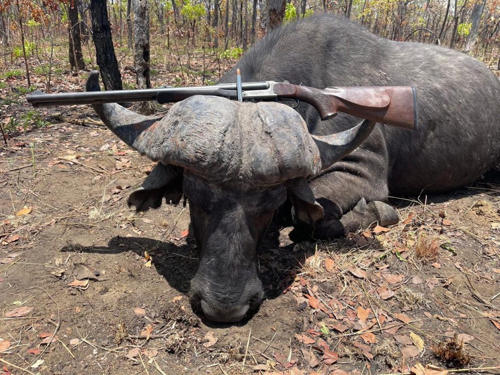 Buffalo Hunting Mozambique